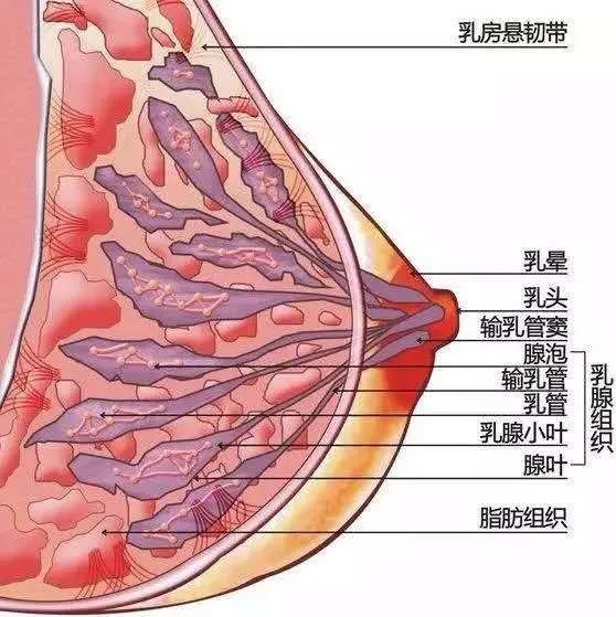 女生的胸，真的能“越摸越大”吗？